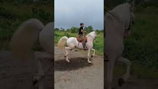 Caballo Nogal costarricense de paso hijo de kabul [upl. by Aimej655]