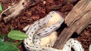 Lampropeltis getula californiae High white vs chick [upl. by Nauh]