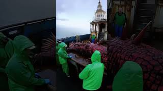 Giant Sea Monsters Caught by Fishermen 🐙🎣GiantSeaCreatures FishingDiscoveries oceanmysteries [upl. by Mile]