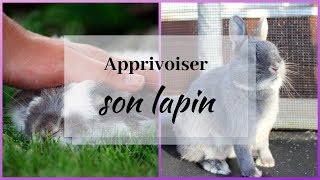 ➳ APPRIVOISER SON LAPIN  CONSEILS [upl. by Mudenihc]