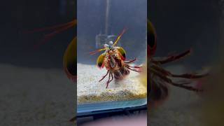 Giant MANTIS SHRIMP VS Crabs EPIC 1v1 [upl. by Bride]