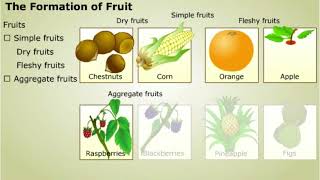 Development of Embryo and Formation of Fruit [upl. by Dnomyar]