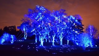 Holiday Tree Light Show Illumination at Morton Arboretum [upl. by Bil]