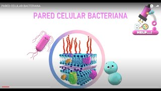 PARED CELULAR BACTERIANA [upl. by Acired]