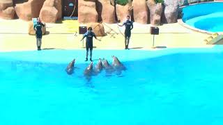 Delfin Show Barcelona Marineland [upl. by Noble]