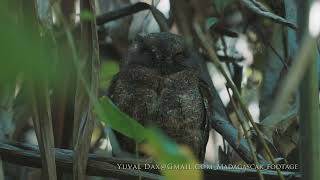 Madagascar scops owl Otus rutilus  Madagascar 2024 [upl. by Sinnard]