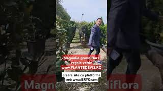 Magnolie grandiflora veșnic verde creare site cu platforma web wwwbryocom [upl. by Eleik788]