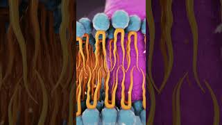 CELL MEMBRANE Animation shorts viralshorts [upl. by Atiuqram]