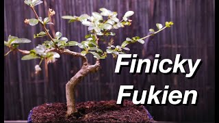 Finicky Fukien Tea Daves Bonsai E170 [upl. by Iahs462]