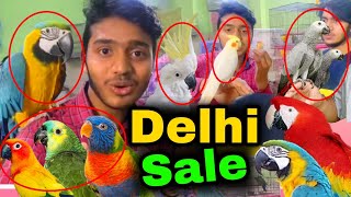 Delhi Cheap Price Exoctic Birds Market  Delhi Birds Market  Lal Qila Birds Market 2024 [upl. by Redmund]