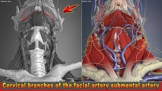 Cervical branches of the facial artery submental artery  Arteries of head and neck  3D Anatomy [upl. by Richard97]