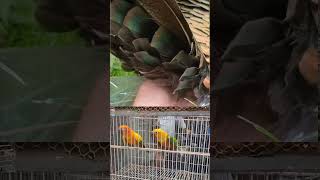 Turkey bird laying egg bird birdwatching youtubeshorts shortsfeed shorts [upl. by Loginov]