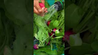 Harvesting Radishes A Quick Look at Homegrown Veggies shorts gardening growinggreens [upl. by Oidacra]