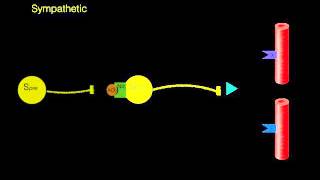 Autonomic innervation of vessels [upl. by Nils362]