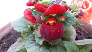 How to Grow and Care Ladys Purse Plant  Calceolaria  Fun Gardening [upl. by Dailey]