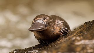 Monotremes Egg Laying Mammals of Action [upl. by Lenhard]