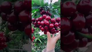 Fruits 🍒 cutting ✂️fruits cutting shorts youtubeshorts [upl. by Sigsmond244]