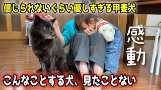 【感動】信じられないぐらい、優しすぎる甲斐犬一休さんの行動が・・・ [upl. by Krause]