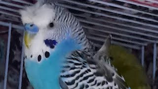 Ye kya ho gya mere budgies ko budgies sound on youtube bajri toteyoutube videoviral [upl. by Legnaros]