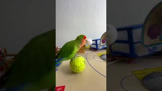 Bird Training  Smart lovebird Parrot  Smart Little Cute Parrot training smartparrot cute [upl. by Russo210]