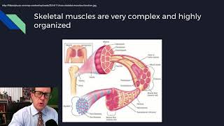 Physiology Lecture 08 Excitable Tissues [upl. by Eremahs]