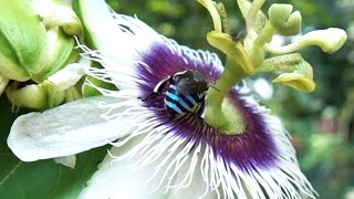 Blue Banded Bee Indian Honey Bee Indian Stingless Bee Various honey bees on passion fruit flower [upl. by Reifinnej]