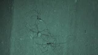 Basement Cam Harvestman VS Daddy longlegs Pholcus phalangioides eats Opiliones Basement Spiders [upl. by Gridley]