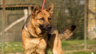 Verso del cane  Cane che abbaia  Cani che abbaiano [upl. by Suriaj]