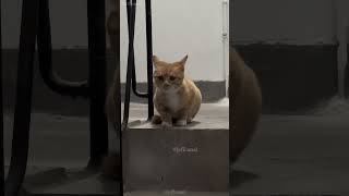 shortvideo funny mycatchannel cat petschannel yourcat funnycats catschannel pets [upl. by Juline]