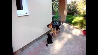 Cat fights with German Shepherd [upl. by Eugenia]