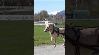 Horse breeds AZ Fjord edit horse equestrian horseedit shorts fjords fjord horseriding [upl. by Ellyn105]