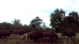 Charge dun bison americain pendant le déplacement du troupeau à cheval [upl. by Harcourt]