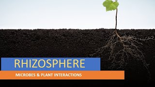 RHIZOSPHERE  PLANT SURFACE MICROORGANISMS  MICROBES amp PLANT INTERACTIONS  ENVIRONMENTAL MB [upl. by O'Donnell]