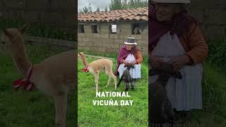 Its National Vicuña Day 🇵🇪🦙 [upl. by Tadeo]