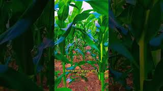 Secret formula for weeding creating stronger healthier maize for a bountiful harvest [upl. by Annnora]