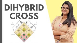 Dihybrid Cross  Mendels Experiment Easy  HINDI [upl. by Graces]