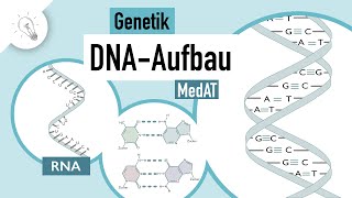 DNA Aufbau  Genetik  MedAT  Biologie [upl. by Nhguavad]