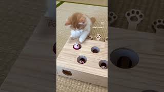 “Cats are connoisseurs of comfort” – James Herriotyoutubeshorts youtube shortvideo shortviral [upl. by Nylissej31]