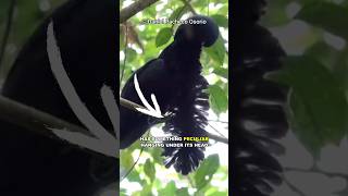 The Unique LongWattled Umbrellabird [upl. by Olgnaed]