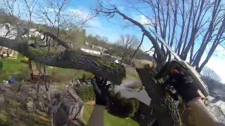 Matthews Tree Services Hackberry tree removal part 1 of 2 [upl. by Gnouh]