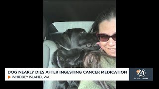 Dog nearly dies after ingesting cancer medication [upl. by Dudden67]