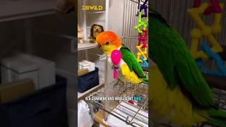 Charming and Intelligent Pet  Caiques Parrot  The clowns of the parrot world shorts [upl. by Amory]