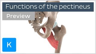 Functions of the pectineus muscle preview  Human 3D Anatomy  Kenhub [upl. by Ruelle480]