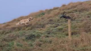 Dog chases cat down rabbit hole [upl. by Einahpats]