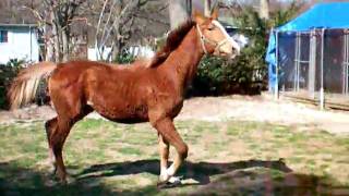 dutch warmblood horse yearling trotMOV [upl. by Cochran]