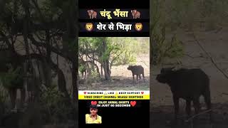 Chandu bhainsa ka ab kya hoga lion animals amazingfacts ytshorts mrdhirajgahlot MrBeast [upl. by Aeduj885]