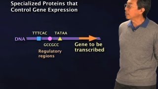 Transcription Factors  Robert Tjian BerkeleyHHMI [upl. by Ronalda]