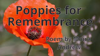 Poppies for Remembrance  Poem by Moira Andrew  Mind Niggles [upl. by Zsa414]