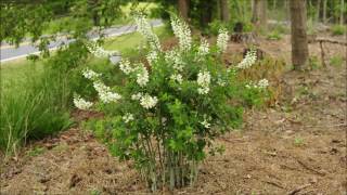 White False Indigo Baptisia alba  Time Lapse [upl. by Yekcir]