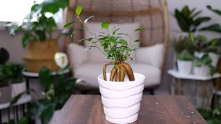 Ginseng Ficus Microcarpa Care And Growing Guide [upl. by Dhaf]